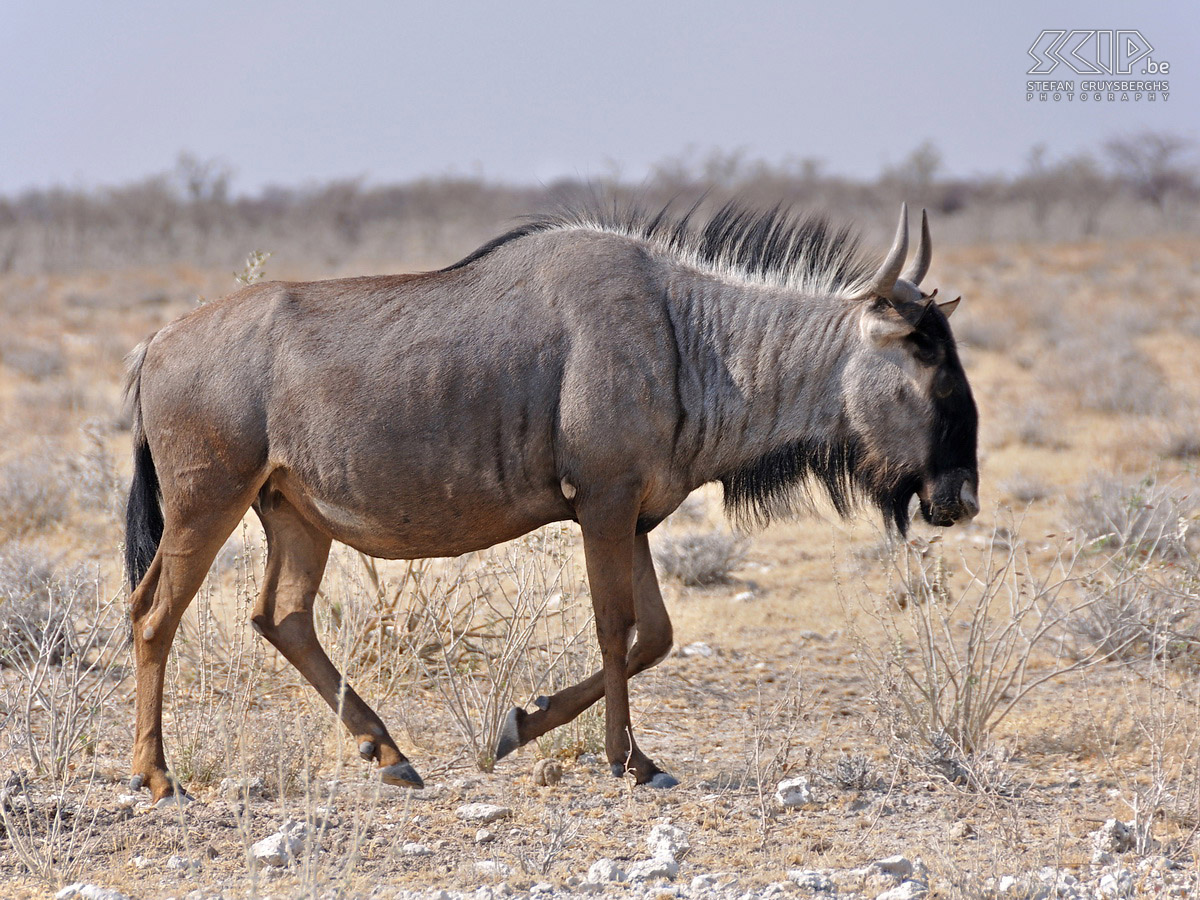 Etosha - Blue wildebeest  Stefan Cruysberghs
